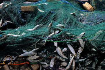 Россельхознадзор не надеется на восстановление импорта рыбы Китаем